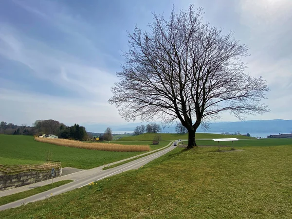 Campo Erba Alta Essiccata Impianto Carex Vicino All Insediamento Wetzwil — Foto Stock