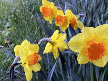 Yabani nergis (Narcissus psödonarcissus), Gelbe Narzisse, Österglocke oder / Ostergloeckchen oder Osterglockchen, Narcis, Sunovrat ili Drimavac