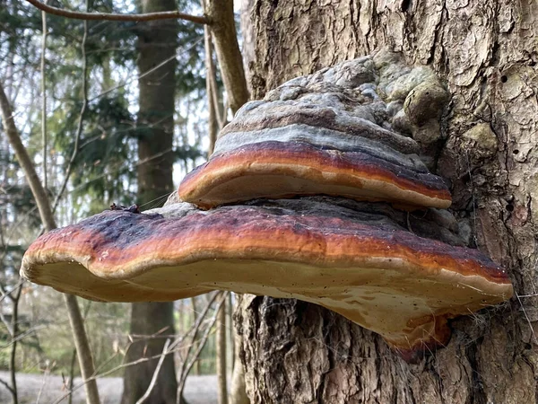 Den Röda Bältesgången Fomitopsis Pinicola Rotrandiger Baumschwamm Oder Rotrandiger Schichtporling — Stockfoto