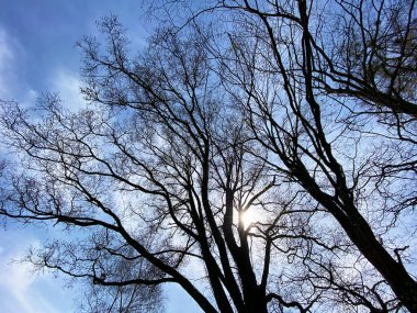 Baharın başlarında yalnız bir ağacın dalları arasından güneşi görmek - Zürih Kantonu veya İsviçre, İsviçre (Schweiz)