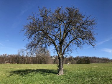 İlkbaharın başlarında tek başına bir ağacın dalları arasından gökyüzünü görmek - Zürih Kantonu veya İsviçre (Schweiz)