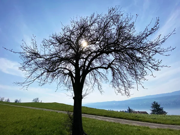 Pemandangan Matahari Melalui Cabang Cabang Pohon Tunggal Pada Awal Musim — Stok Foto