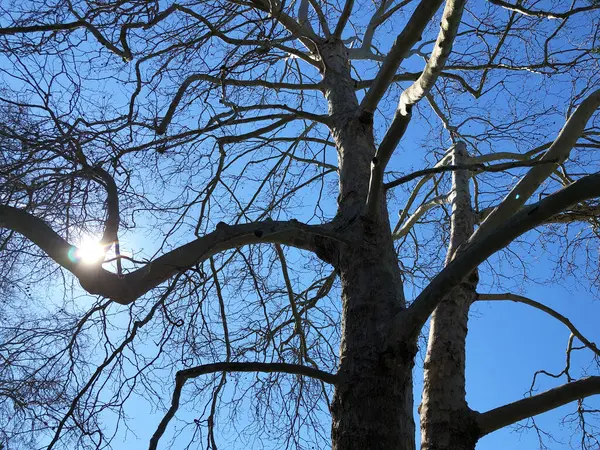 春の初めに一本の木の枝を通して太陽を見る スイスのチューリッヒまたはチューリッヒのカントン スイス — ストック写真