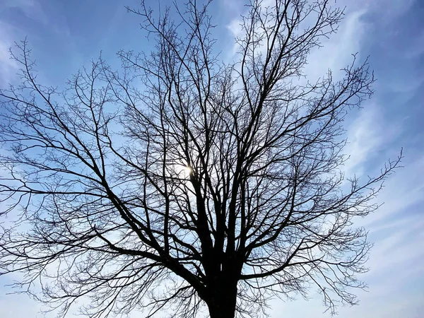 Άποψη Του Ήλιου Μέσα Από Κλαδιά Ενός Μοναχικού Δέντρα Στις — Φωτογραφία Αρχείου