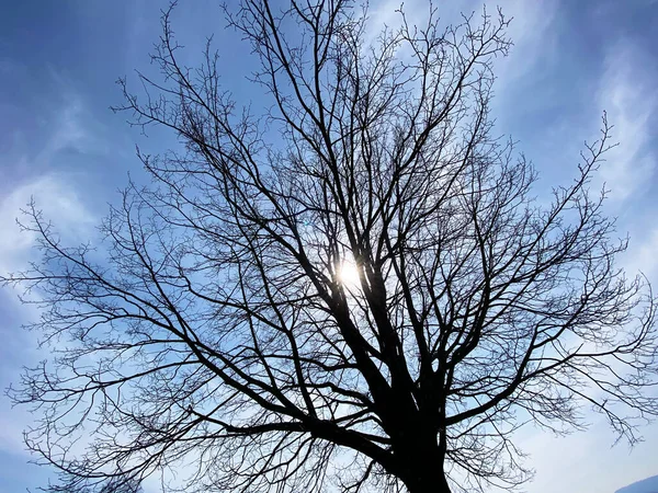 Widok Słońca Przez Gałęzie Samotnych Drzew Wczesną Wiosną Kanton Zurychu — Zdjęcie stockowe