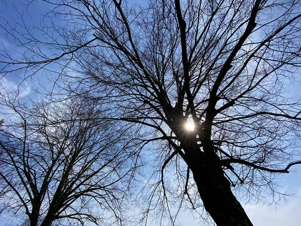 Vista Del Sol Través Las Ramas Árbol Solitario Principios Primavera — Foto de Stock