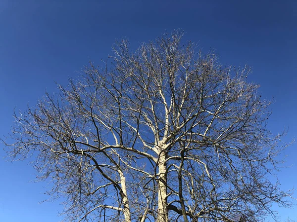 Pohled Nebe Mezi Větvemi Osamělých Stromů Začátku Jara Kanton Curych — Stock fotografie