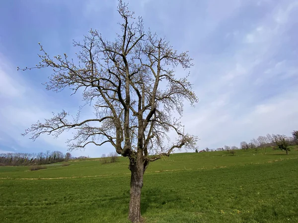 Widok Nieba Przez Gałęzie Samotnych Drzew Wczesną Wiosną Kanton Zurychu — Zdjęcie stockowe