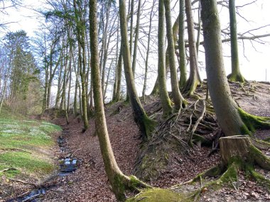 Zürih Gölü - Zürih Kantonu veya İsviçre (Schweiz)