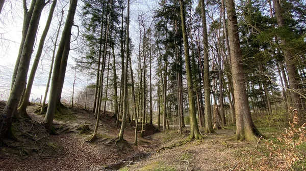 Forêts Mixtes Début Printemps Sur Les Collines Long Des Ruisseaux — Photo