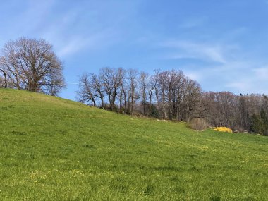 Zürih Gölü üzerindeki tepeler ve otlaklar üzerindeki tipik doğal manzara - Zürih Kantonu veya İsviçre (Schweiz)