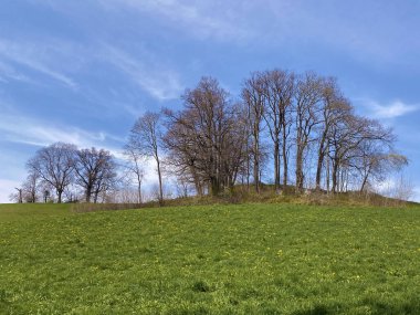 Zürih Gölü üzerindeki tepeler ve otlaklar üzerindeki tipik doğal manzara - Zürih Kantonu veya İsviçre (Schweiz)