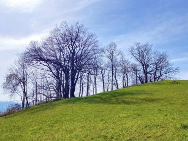 Zürih Gölü üzerindeki tepeler ve otlaklar üzerindeki tipik doğal manzara - Zürih Kantonu veya İsviçre (Schweiz)