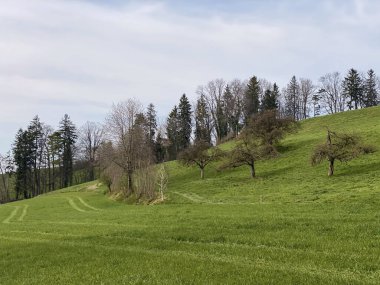 Zürih Gölü üzerindeki tepeler ve otlaklar üzerindeki tipik doğal manzara - Zürih Kantonu veya İsviçre (Schweiz)
