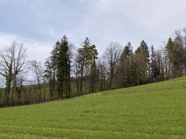 Zürih Gölü üzerindeki tepeler ve otlaklar üzerindeki tipik doğal manzara - Zürih Kantonu veya İsviçre (Schweiz)
