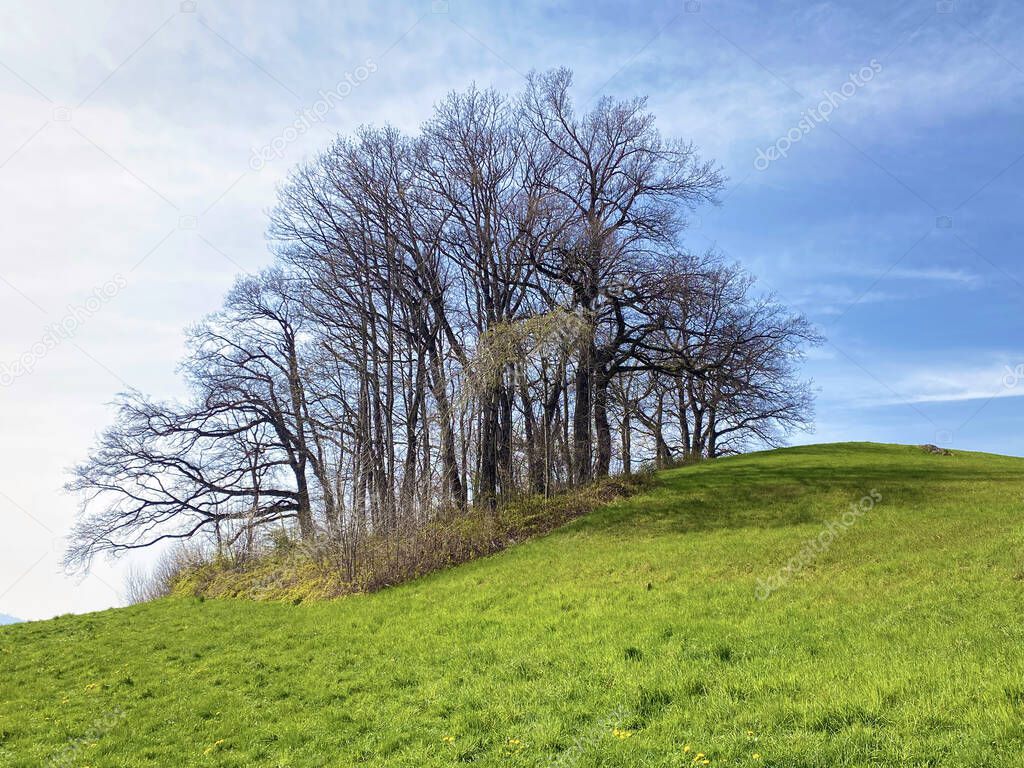 Typical natural landscape during early spring on hills and pastures above Zurich lake - Canton of Zurich or Zuerich, Switzerland (Schweiz)