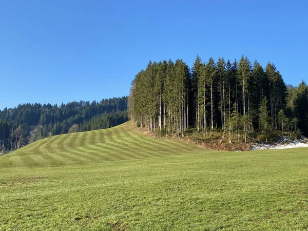 Alpenweiden Graslanden Van Het Alptal Omliggende Heuvels Het Vroege Voorjaar — Stockfoto