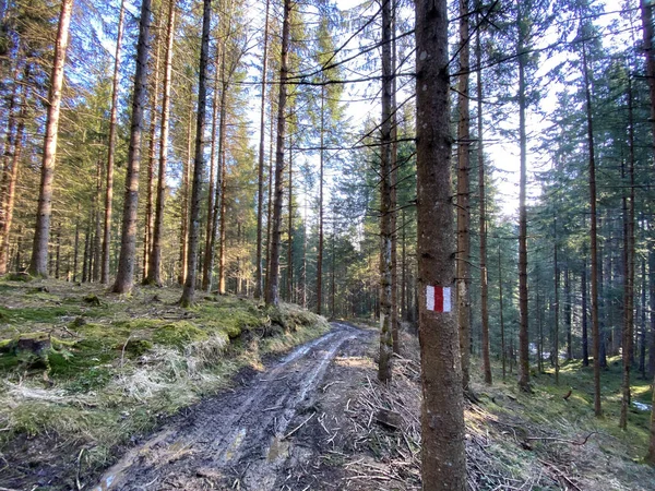 Trails for walking, hiking, sports and recreation in the Alptal alpine valley and along the Alp river, Einsiedeln - Canton of Schwyz, Switzerland (Schweiz)