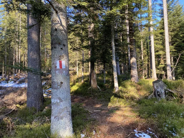 Sentiers Randonnées Pédestres Sportives Récréatives Dans Vallée Alpine Alptal Long — Photo