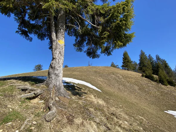 Trilhas Para Caminhadas Caminhadas Esportes Recreação Vale Alpino Alptal Longo — Fotografia de Stock