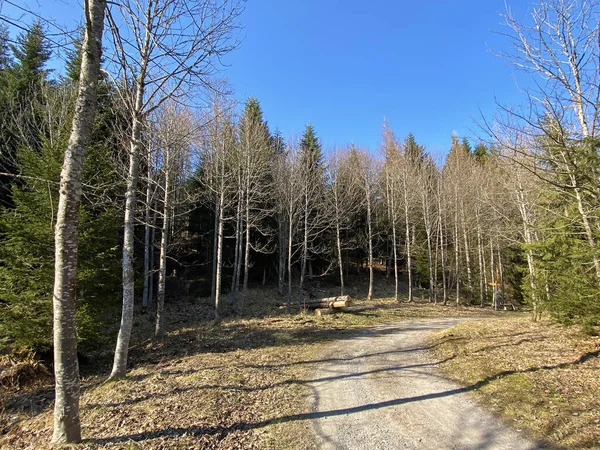 Trails for walking, hiking, sports and recreation in the Alptal alpine valley and along the Alp river, Einsiedeln - Canton of Schwyz, Switzerland (Schweiz)