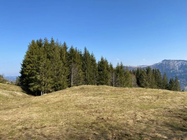 Evergreen Ormanı veya Alptal Alp Vadisi 'ndeki tepelerin yamaçlarındaki kozalaklı ağaçlar, Einsiedeln - Schwyz Kantonu, İsviçre (Schweiz)