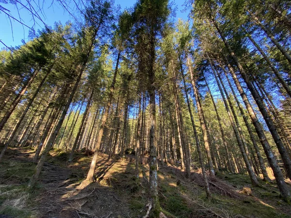 스위스 바이츠에 알프스 계곡에 사지에 에버그린 숲이나 침엽수 Coniferous Tree — 스톡 사진