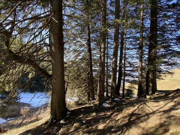 스위스 바이츠에 알프스 계곡에 사지에 에버그린 숲이나 침엽수 Coniferous Tree — 스톡 사진