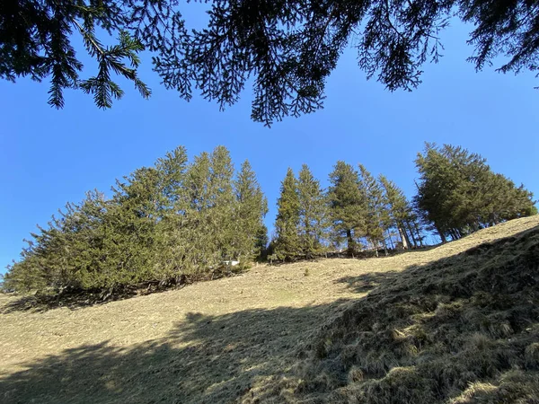 Evergreen Forest Coniferous Trees Slopes Hills Alptal Alpine Valley Einsiedeln — Stock Photo, Image