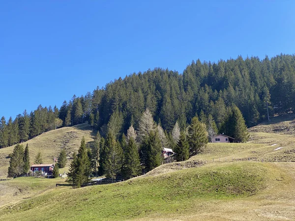 Bosque Siempreverde Árboles Coníferas Las Laderas Las Colinas Valle Alpino — Foto de Stock