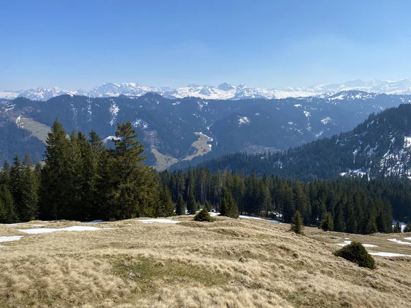 Evergreen Les Nebo Jehličnaté Stromy Svazích Kopců Alpském Údolí Einsiedeln — Stock fotografie