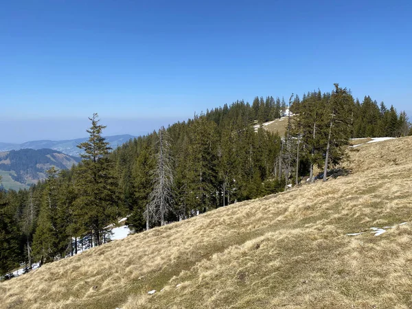 Las Evergreen Lub Drzewa Iglaste Zboczach Wzgórz Alptal Alpejskiej Dolinie — Zdjęcie stockowe