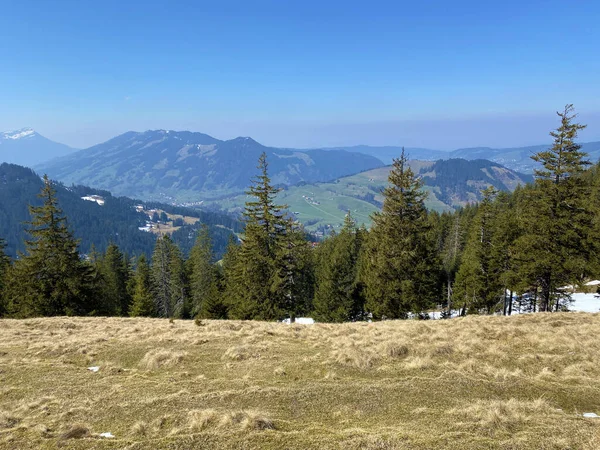 Evergreen Forest Bariferous Trees Backopes Hills Alptal Alpine Valley Einsiedeln — Stockfoto
