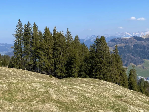 Evergreen Ormanı Veya Alptal Alp Vadisi Ndeki Tepelerin Yamaçlarındaki Kozalaklı — Stok fotoğraf