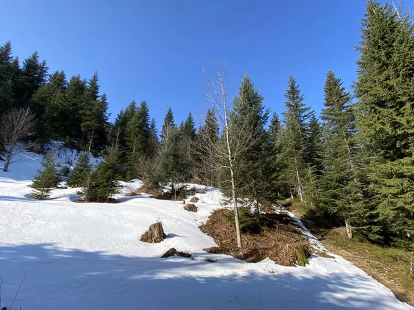 Wczesna Wiosenna Atmosfera Ostatnie Pozostałości Zimy Alptal Alpejskiej Dolinie Einsiedeln — Zdjęcie stockowe