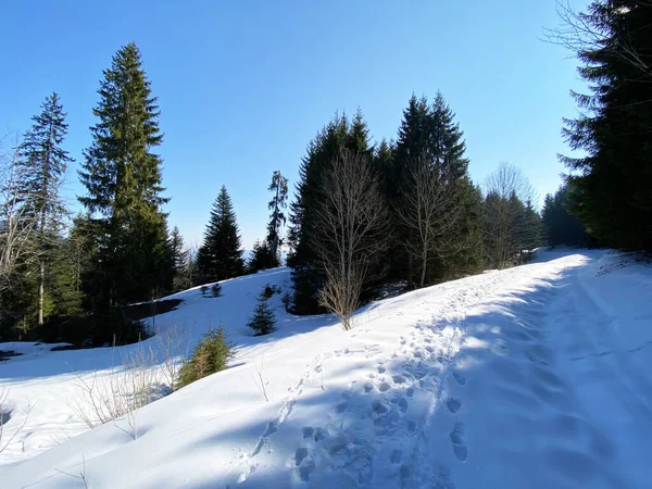 Vroege Lentesfeer Laatste Overblijfselen Van Winter Het Alpendal Einsiedeln Kanton — Stockfoto