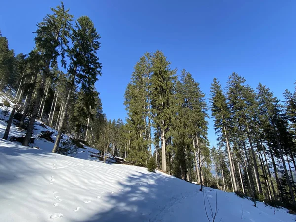 Vroege Lentesfeer Laatste Overblijfselen Van Winter Het Alpendal Einsiedeln Kanton — Stockfoto