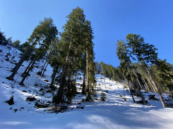 Atmosfera Primaverile Gli Ultimi Resti Dell Inverno Nella Valle Alpina — Foto Stock