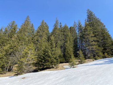 Erken bahar atmosferi ve Alptal Alp Vadisi 'ndeki son kış kalıntıları, Einsiedeln - Schwyz Kantonu, İsviçre (Schweiz)