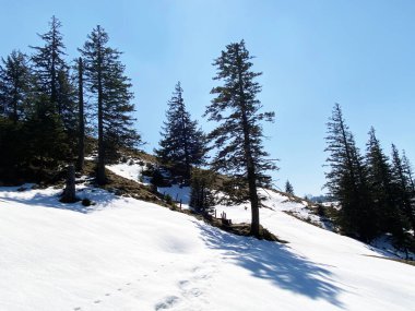 Erken bahar atmosferi ve Alptal Alp Vadisi 'ndeki son kış kalıntıları, Einsiedeln - Schwyz Kantonu, İsviçre (Schweiz)