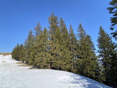 Erken bahar atmosferi ve Alptal Alp Vadisi 'ndeki son kış kalıntıları, Einsiedeln - Schwyz Kantonu, İsviçre (Schweiz)