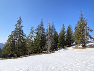 Erken bahar atmosferi ve Alptal Alp Vadisi 'ndeki son kış kalıntıları, Einsiedeln - Schwyz Kantonu, İsviçre (Schweiz)