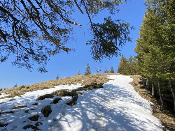 Atmosphère Printanière Précoce Les Derniers Vestiges Hiver Dans Vallée Alpine — Photo