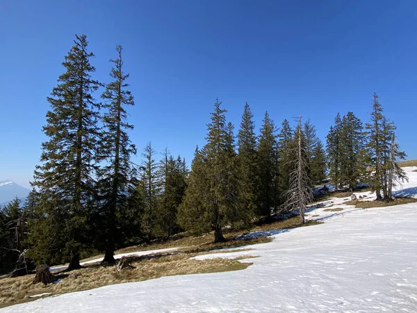 Wczesna Wiosenna Atmosfera Ostatnie Pozostałości Zimy Alptal Alpejskiej Dolinie Einsiedeln — Zdjęcie stockowe