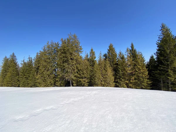 Ranní Jarní Atmosféra Poslední Zbytky Zimy Alpském Údolí Einsiedeln Kanton — Stock fotografie