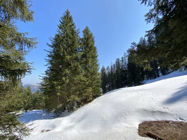 早春の雰囲気とアルプスの高山の谷での冬の最後の残りの部分 Einsiedeln シュヴィーツのカントン スイス スイス — ストック写真