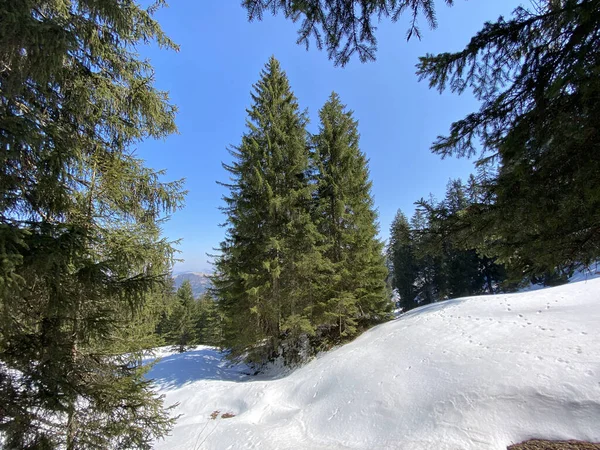Atmósfera Primavera Temprana Los Últimos Restos Invierno Valle Alpino Einsiedeln —  Fotos de Stock
