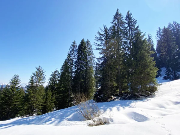Early Spring Atmosphere Last Remnants Winter Alptal Alpine Valley Einsiedeln — Stock Photo, Image