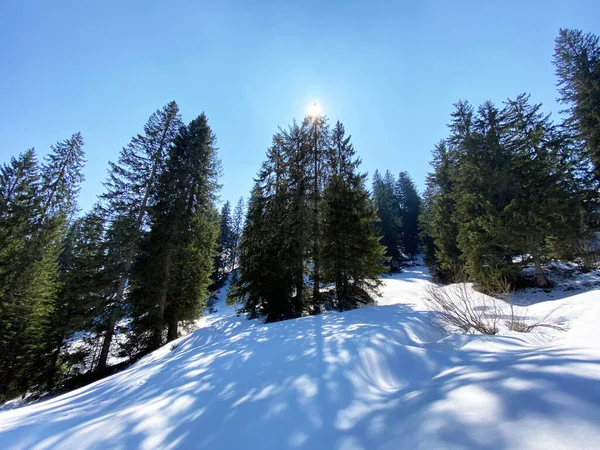 瑞士施维兹州艾因内德林阿尔卑斯山谷的早春气候和冬季的最后残余 — 图库照片