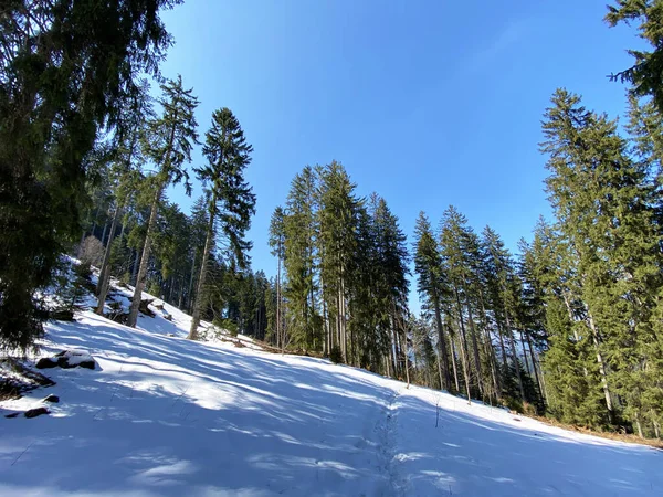 Início Primavera Atmosfera Últimos Vestígios Inverno Vale Alpino Alptal Einsiedeln — Fotografia de Stock